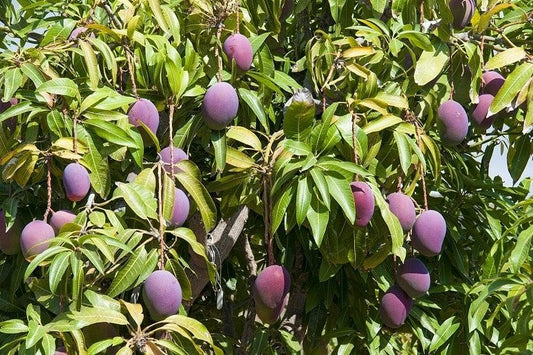 mangoes on a tree